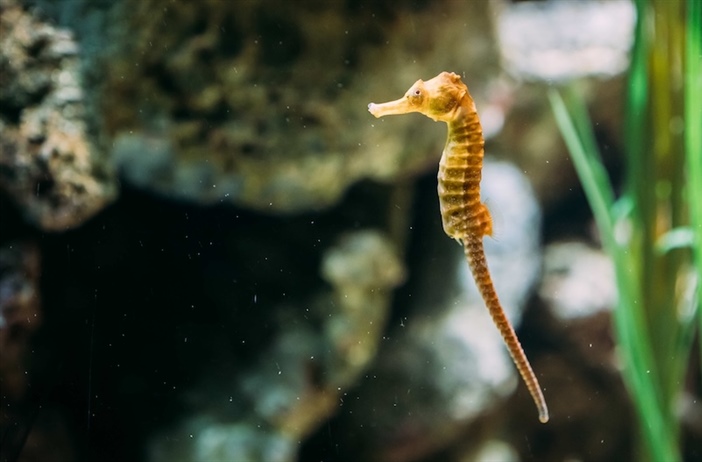 Curbing illegal trade in seahorses