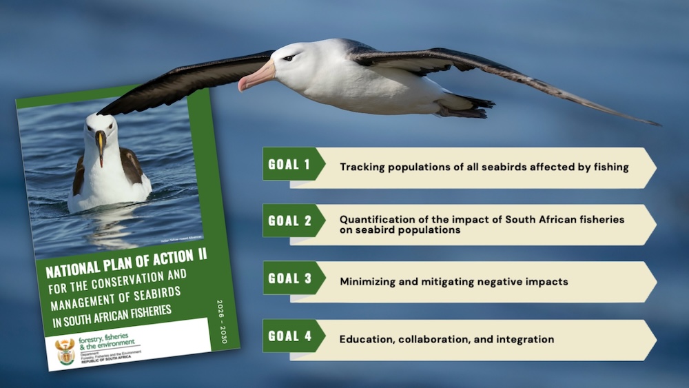 Roadmap aims to reduce seabird mortality