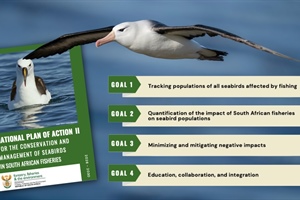 Roadmap aims to reduce seabird mortality
