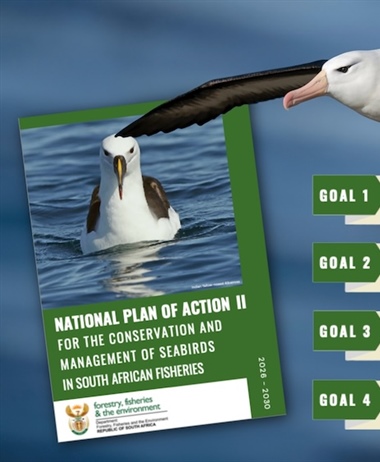 Roadmap aims to reduce seabird mortality