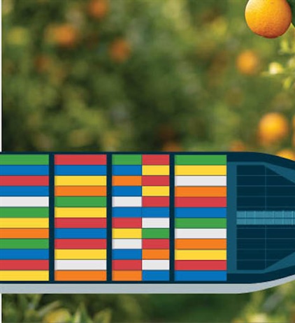 Loading citrus for export