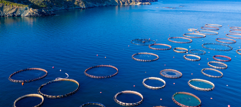 Government confirms commitment to prioritise aquaculture