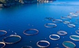 Government confirms commitment to prioritise aquaculture