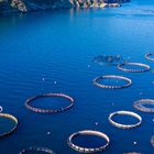 Government confirms commitment to prioritise aquaculture