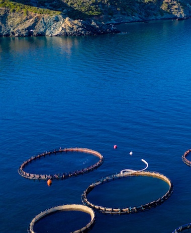 Government confirms commitment to prioritise aquaculture