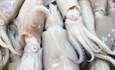 Squid served up in South African courts