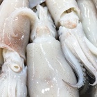 Squid served up in South African courts