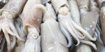 Squid served up in South African courts