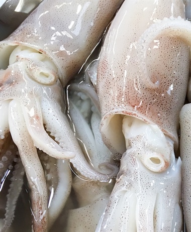 Squid served up in South African courts