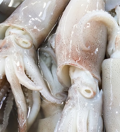 Squid served up in South African courts