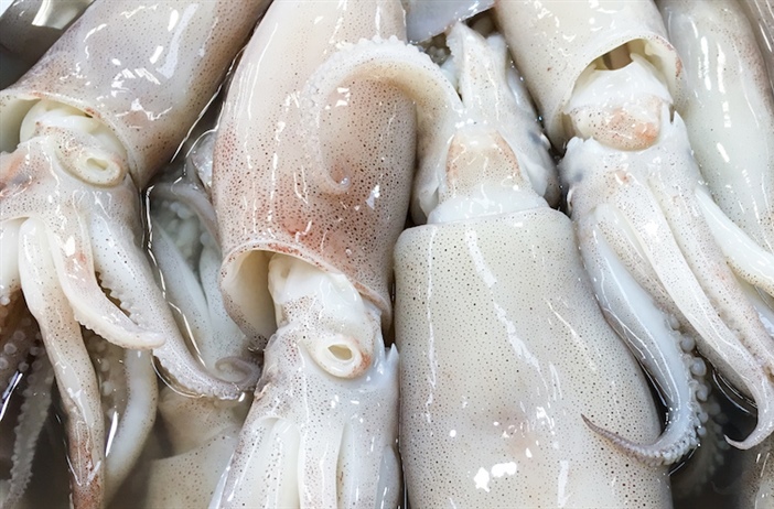 Squid served up in South African courts