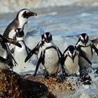 African Penguin one step away from extinction