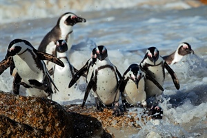 African Penguin one step away from extinction