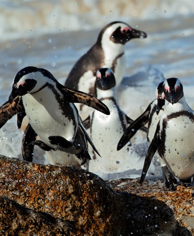 African Penguin one step away from extinction