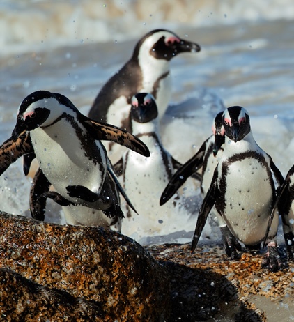 African Penguin one step away from extinction