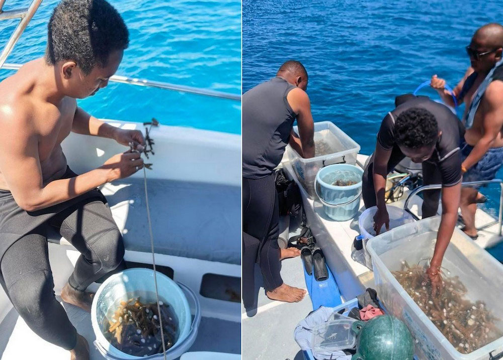 Efforts to restore coral reef boosted