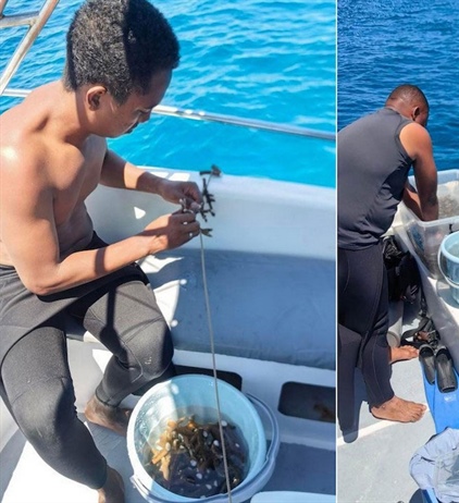 Efforts to restore coral reef boosted