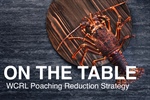 More consultation on the table for rock lobster poaching strategy