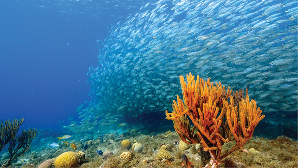 New species to champion conservation of coral reefs