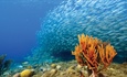 New species to champion conservation of coral reefs