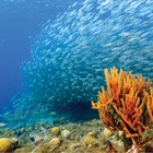 New species to champion conservation of coral reefs