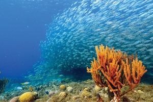 New species to champion conservation of coral reefs