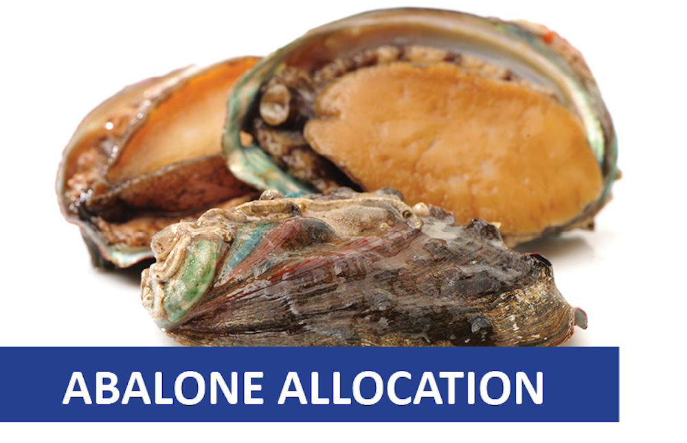 Eastern Cape abalone to be allocated to small-scale fishers