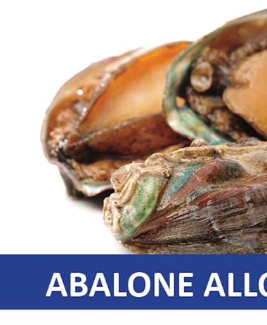 Eastern Cape abalone to be allocated to small-scale fishers