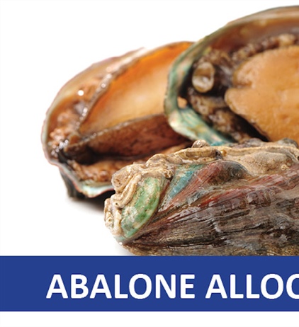 Eastern Cape abalone to be allocated to small-scale fishers