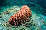 Committing to sea cucumber sustainability