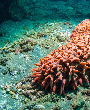 Committing to sea cucumber sustainability