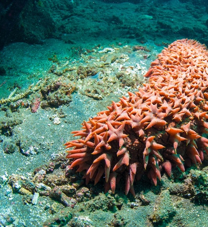 Committing to sea cucumber sustainability