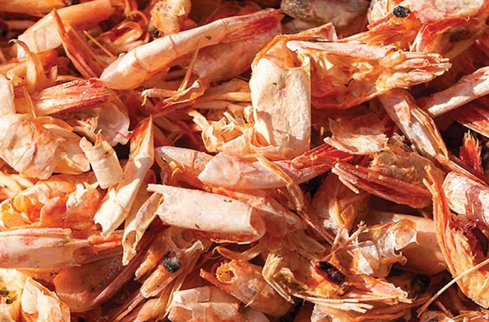 Shellfish waste holds opportunities for recycling