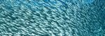 Overfishing undermines coastal communities in Africa
