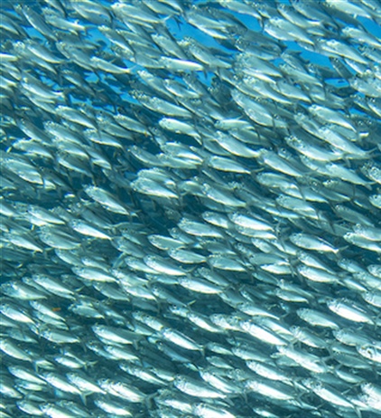 Overfishing undermines coastal communities in Africa