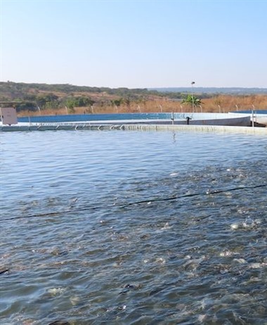 Accelerating aquaculture
